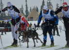 Slēpotājs Nortugs izcīnījis sudrabu Norvēģijas čempionātā kamanu suņu sportā