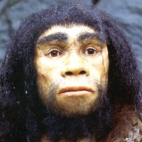 Homo neanderthalensis