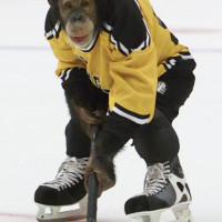 monkeyONice