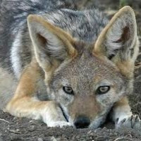 visnetirakais sakalis