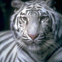 white__tiger