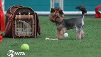 Ostapenko suns iejūtas Maiami turnīrā atmosfērā