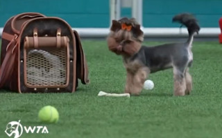 Video: Ostapenko suns iejūtas Maiami turnīrā atmosfērā