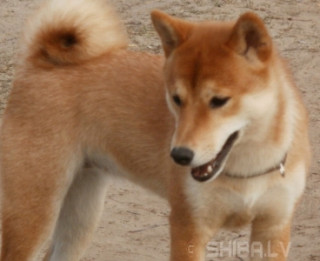 Foto: Shiba Inu suns- nospiestības un drūmuma terapeits