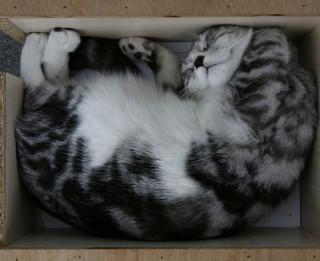 Foto: Kaķis kastē