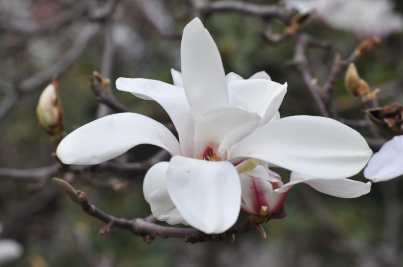 Brīnišķais zieds- magnolija