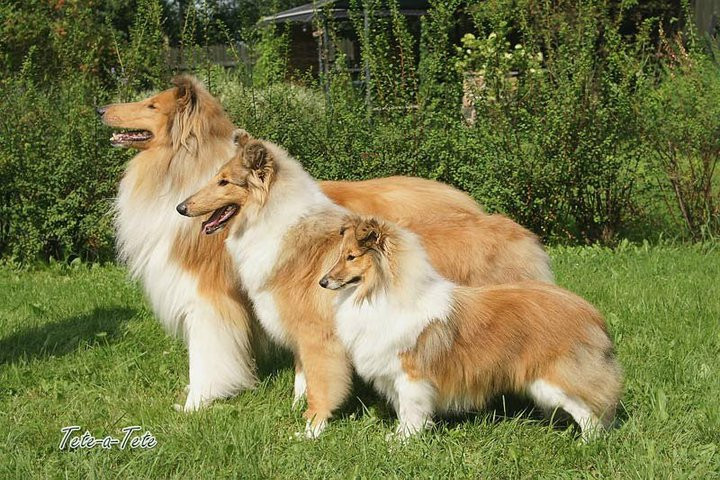 Viena diena suņa dzīvē jeb aizraujoši šovi izstādēs  „Crufts Riga / Rīgas kauss 2013”