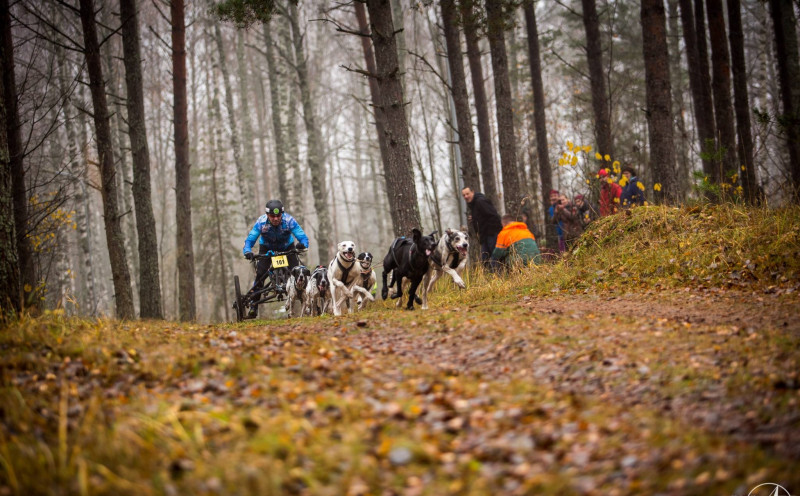 Novembra sākumā Ikšķilē norisināsies Pasaules kausa posms kamanu suņu sportā (video)