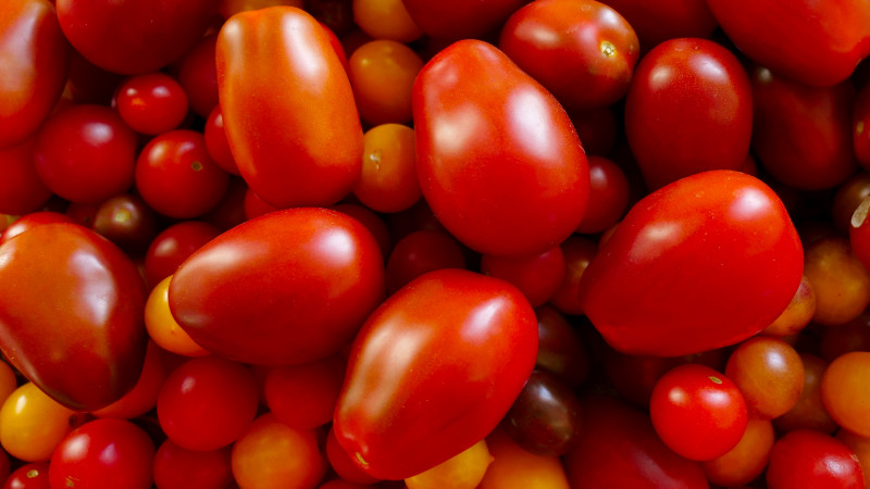 Latvijas Dabas muzejā norisināsies tradicionālā tomātu izstāde