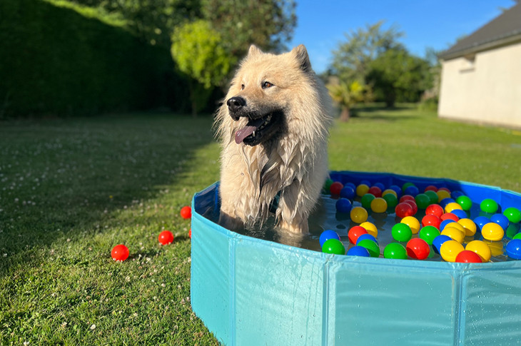 Suns pagalmā: kā nodrošināt drošību un pasargāt dārzu pavasara sezonā?